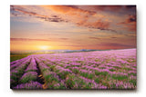 Sinus Art Wandbild 120x80cm Unendliches Lavendelfeld im warmen Licht des Sonnenuntergangs – beruhigend und harmonisch
