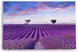 Paul Sinus Wandbild 120x80cm Lavendelfeld Lavendel Violett Landschaft Blumenfeld