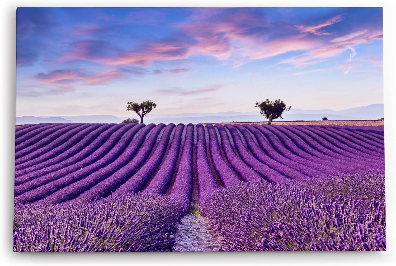 Paul Sinus Wandbild 120x80cm Lavendelfeld Lavendel Violett Landschaft Blumenfeld