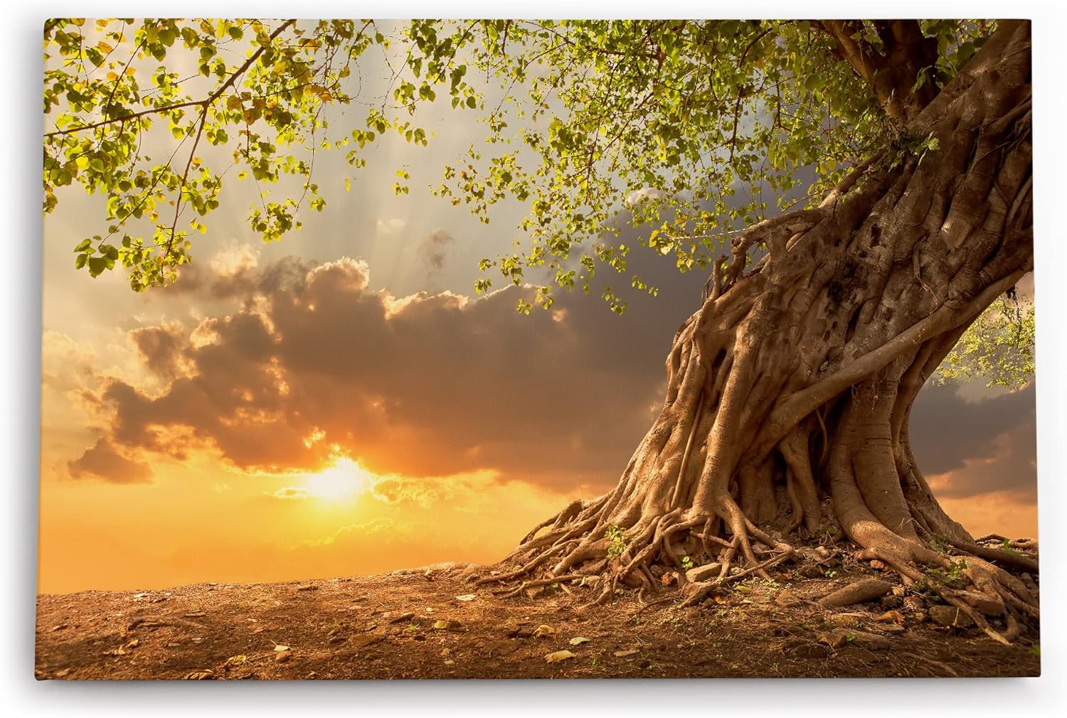 Wandbild 120x80cm Großer Baum Natur Sonnenuntergang Wurzeln Wolken