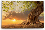 Wandbild 120x80cm Großer Baum Natur Sonnenuntergang Wurzeln Wolken