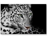 Paul Sinus Art Leinwandbilder | Bilder Leinwand 60x60cm Portrait eines liegenden Leoparden schwarzweiß