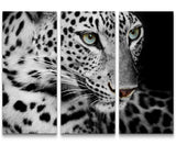 Paul Sinus Art Leinwandbilder | Bilder Leinwand 60x60cm Portrait eines liegenden Leoparden schwarzweiß