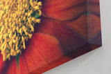 Sinus Art Wandbild 120x80cm Atemberaubende Nahaufnahme einer roten Blüte mit faszinierender Texturwirkung