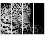 Paul Sinus Art Leinwandbilder | Bilder Leinwand 60x60cm Portrait eines liegenden Leoparden schwarzweiß