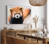 Paul Sinus Wandbild 120x80cm Kleiner roter Panda Tierfotografie Süß Flauschig