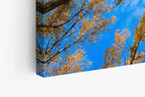 Wandbild 120x80cm Bäume Himmel Blau Herbst Baumkronen Natur