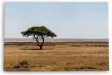 Paul Sinus Wandbild 120x80cm Afrikanische Landschaft Burkea Africana Bäume Steppe