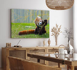 Paul Sinus Wandbild 120x80cm Kleiner roter Panda Tierfotografie Süß Flauschig