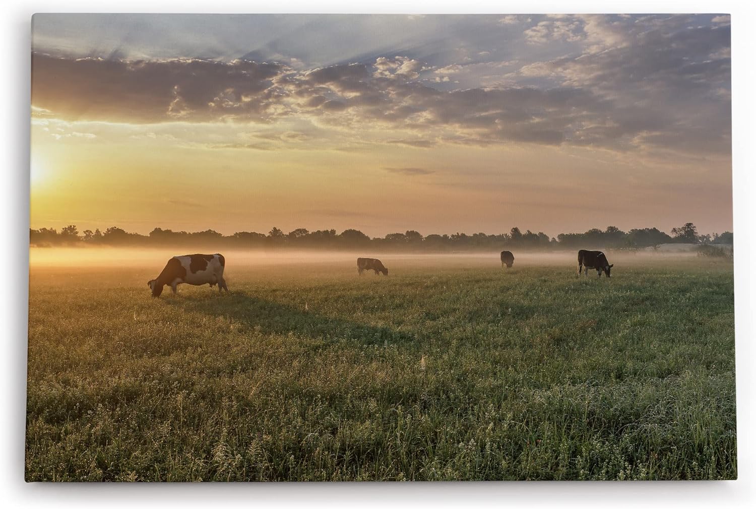 Paul Sinus Wandbild 120x80cm Wiese Kühe Weide Morgentau Sonnenaufgang Feld