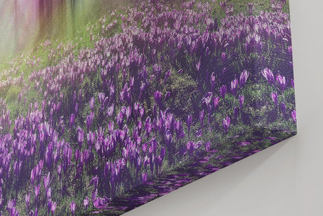 Sinus Art Wandbild 120x80cm Die lila Krokusse im Vordergrund und das Lichtspiel im Wald erzeugen eine zauberhafte Atmosphäre