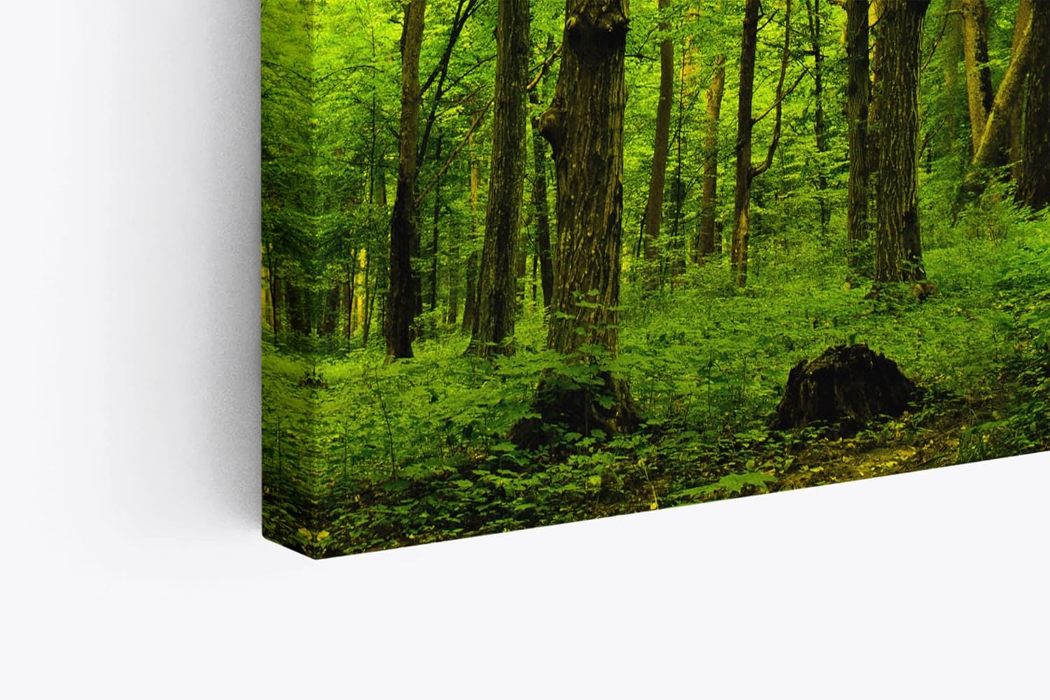 Paul Sinus Wandbild 120x80cm Wald Bäume Sonnenstrahlen Natur Grün Blätter