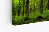 Paul Sinus Wandbild 120x80cm Wald Bäume Sonnenstrahlen Natur Grün Blätter