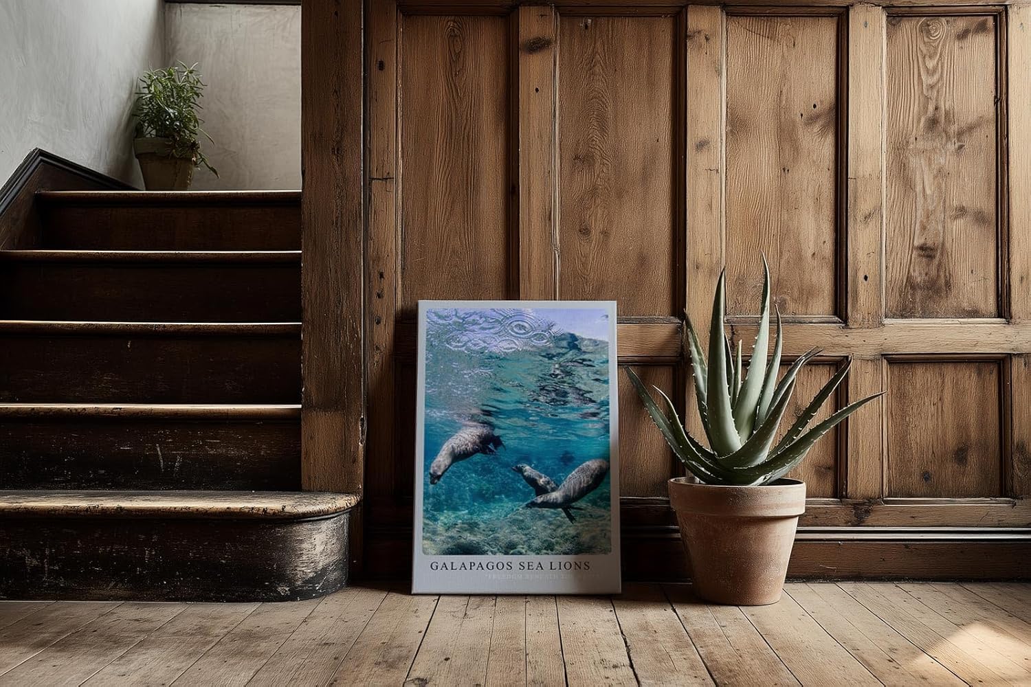 Paul Sinus Kunstdruck 40x60cm Galapagos Sea Lions – Verspielte Seelöwen unter Wasser in tropischem Blau