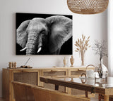 Paul Sinus Wandbild 120x80cm Elefant Stoßzähne Schwarz Weiß Tierfotografie Kunstvoll