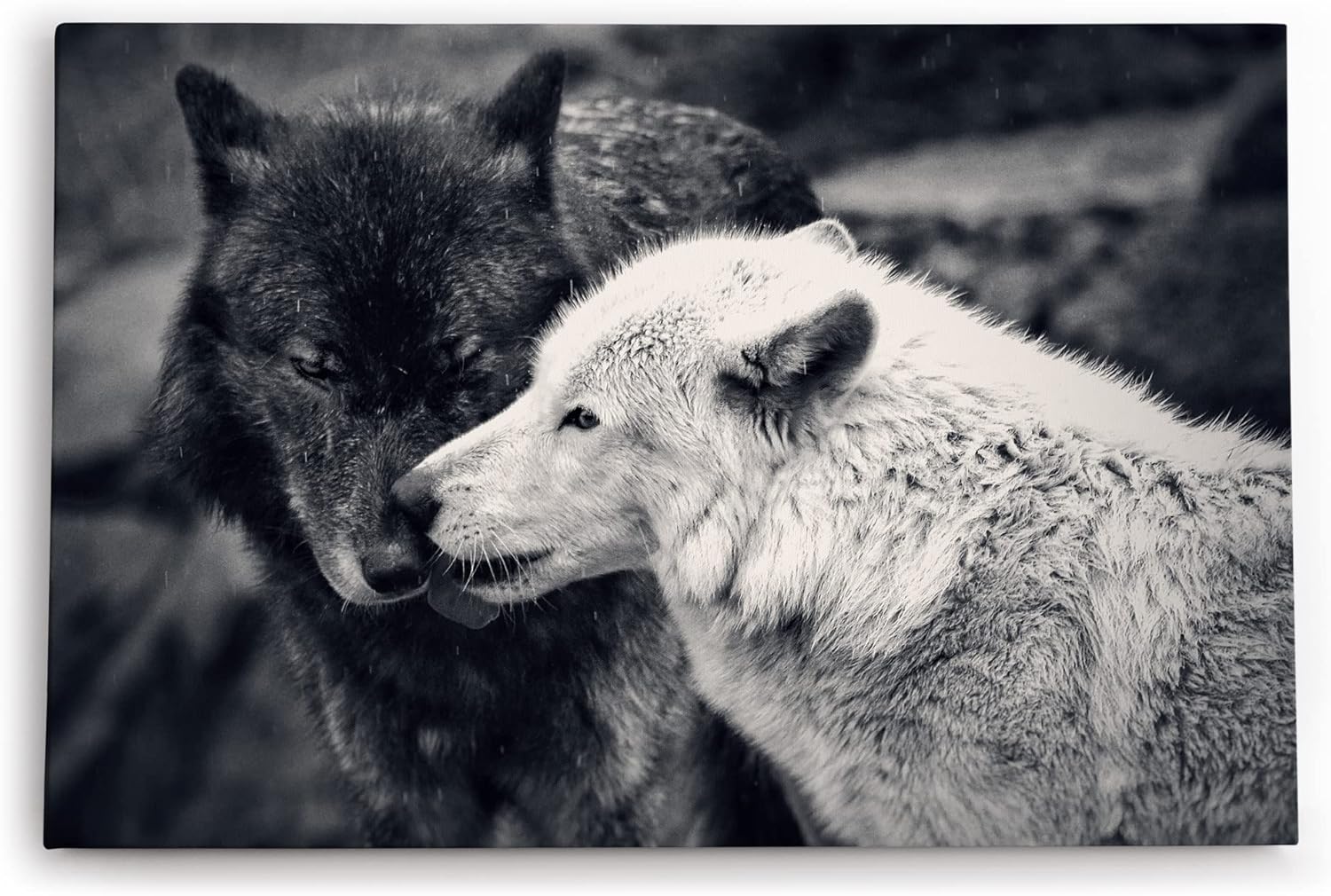 Paul Sinus Wandbild 120x80cm Zwei Wölfe Schwarz Weiß Pärchen Tierfotografie