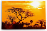 Paul Sinus Wandbild 120x80cm Afrika Wildnis Sonnenuntergang Rot Burkea Bäume Sonne