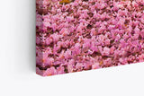 Paul Sinus Wandbild 120x80cm Baumallee Baumblüten Blüten Frühling Allee Rosa