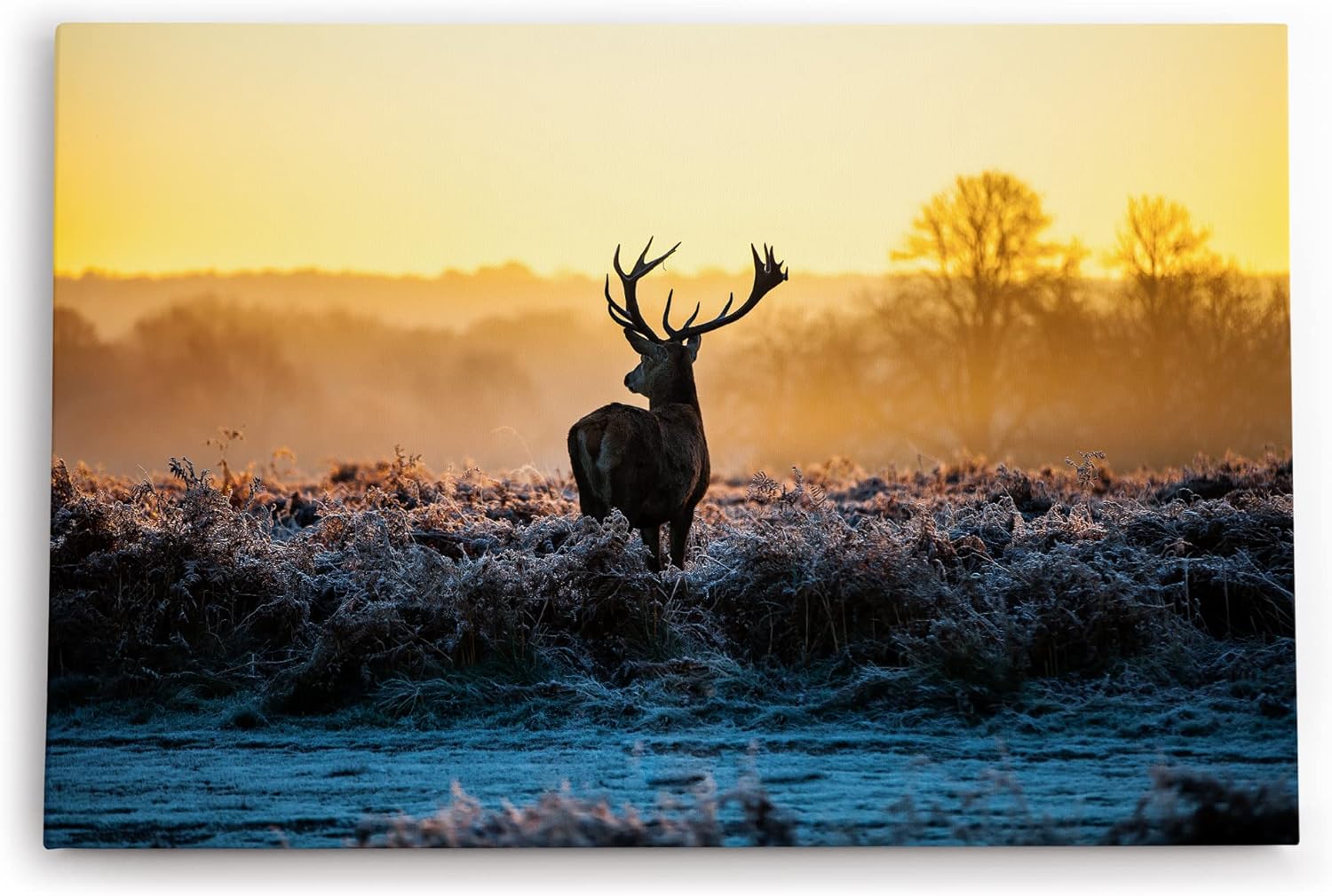 Paul Sinus Wandbild 120x80cm Hirsch Geweih Natur Morgentau Sonnenaufgang Natur
