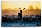 Paul Sinus Wandbild 120x80cm Hirsch Geweih Natur Morgentau Sonnenaufgang Natur