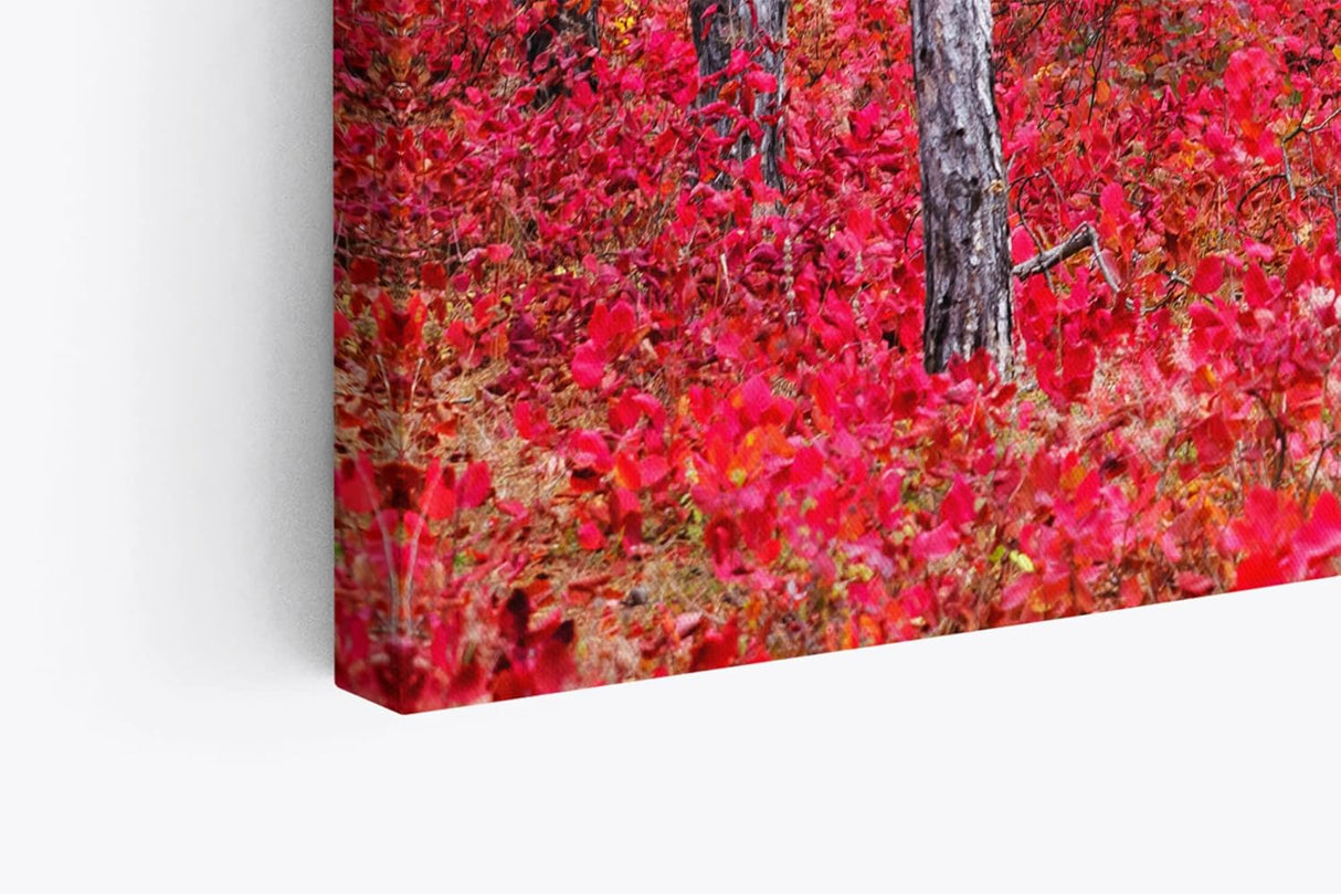 Paul Sinus Wandbild 120x80cm Fichtenwald Bäume Wald Rot Kunstvoll Fichten