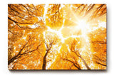 Sinus Art Wandbild 120x80cm Faszinierender Blick durch herbstlich gefärbte Baumwipfel in warmem Licht