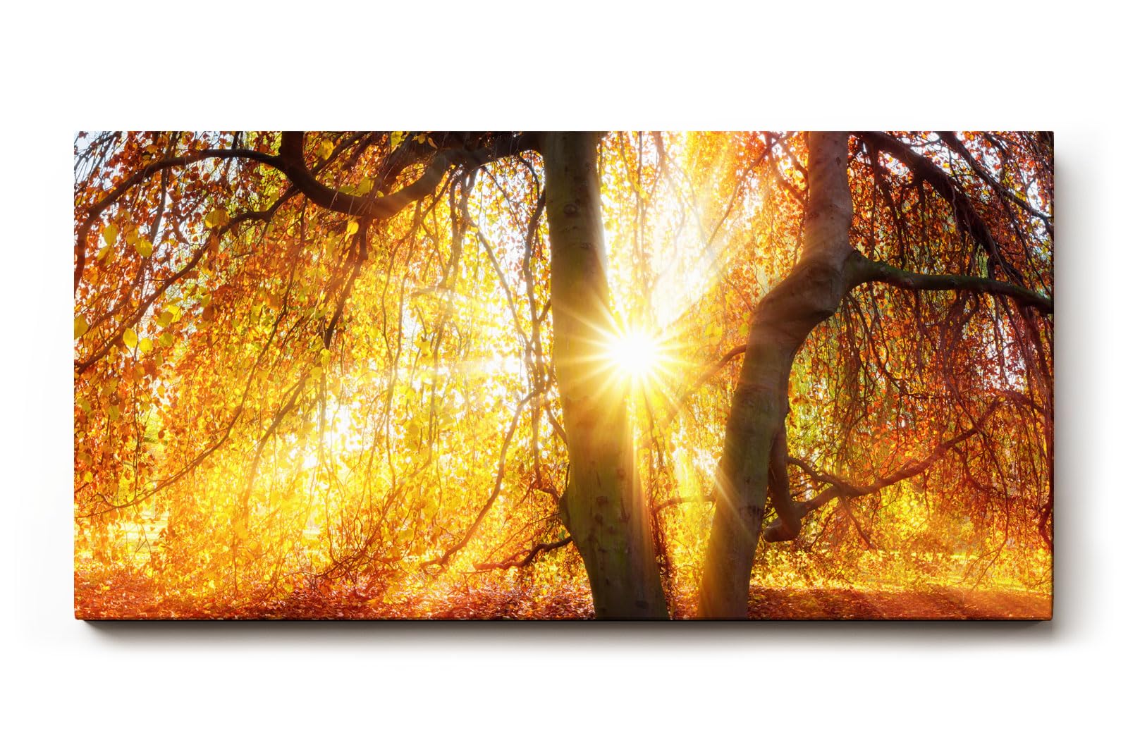 Sinus Art Wandbild 120x80cm Sonnenstrahlen brechen durch goldene Baumkronen und schaffen eine warme Atmosphäre