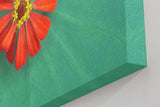 Sinus Art Wandbild 120x80cm Zentrierte rote Zinnienblüte auf grünem Blattmuster – harmonisch, lebendig und modern
