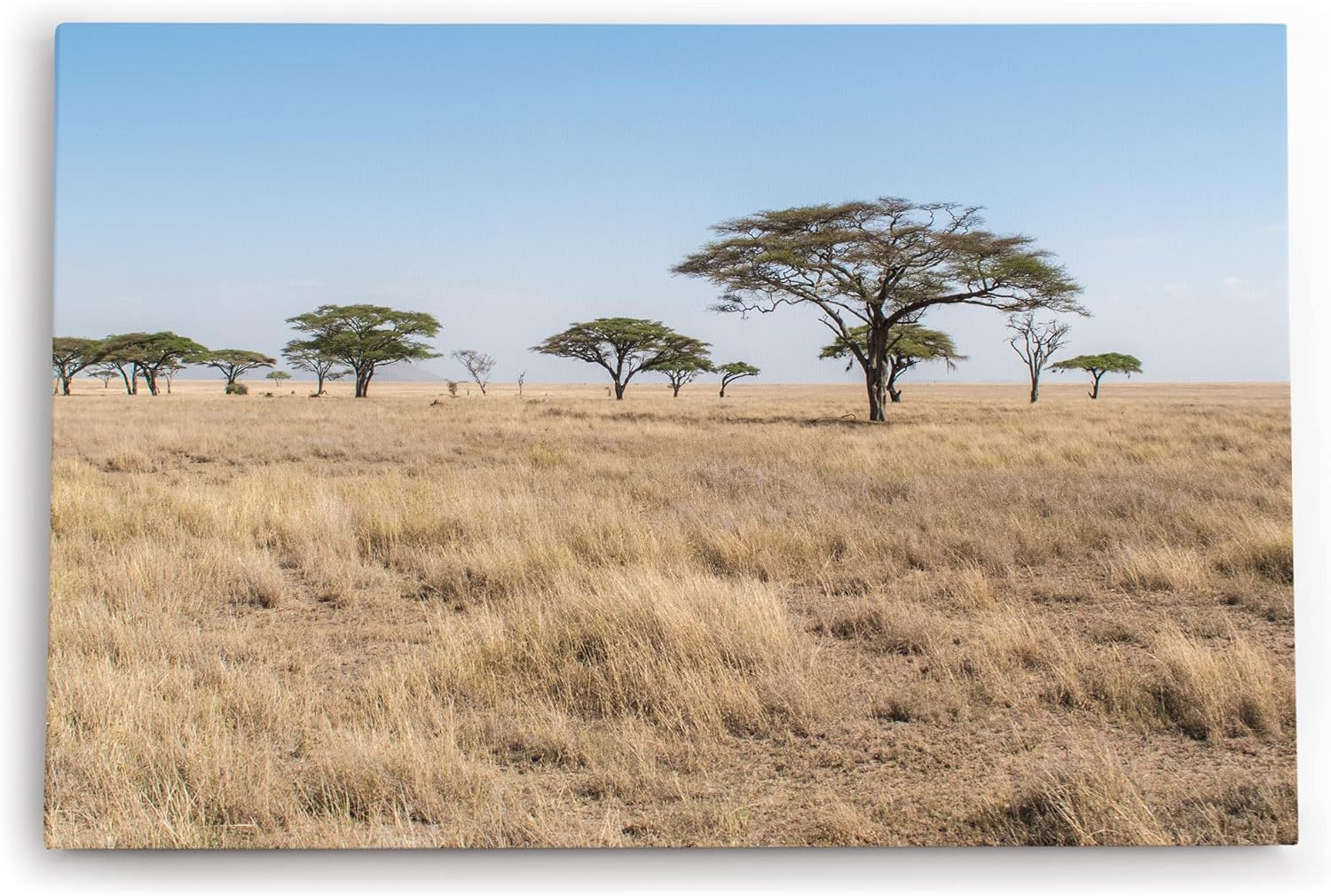 Paul Sinus Wandbild 120x80cm Afrikanische Landschaft Burkea Africana Bäume Steppe