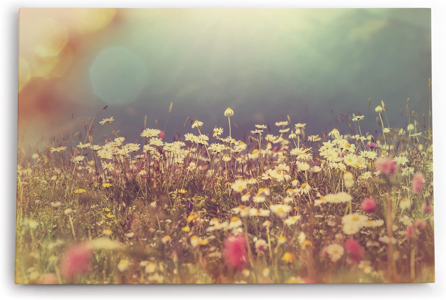 Paul Sinus Wandbild 120x80cm Wildblumen Feld Gänseblümchen Sommer Sonnenschein