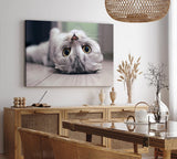 Paul Sinus Wandbild 120x80cm Katze Kätzchen Kater Katzenbaby Britisch Kurzhaar