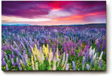 Sinus Art Wandbild 120x80cm Blühendes Lupinenmeer unter dramatisch gefärbtem Himmel – kraftvoll und inspirierend