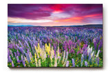 Sinus Art Wandbild 120x80cm Blühendes Lupinenmeer unter dramatisch gefärbtem Himmel – kraftvoll und inspirierend