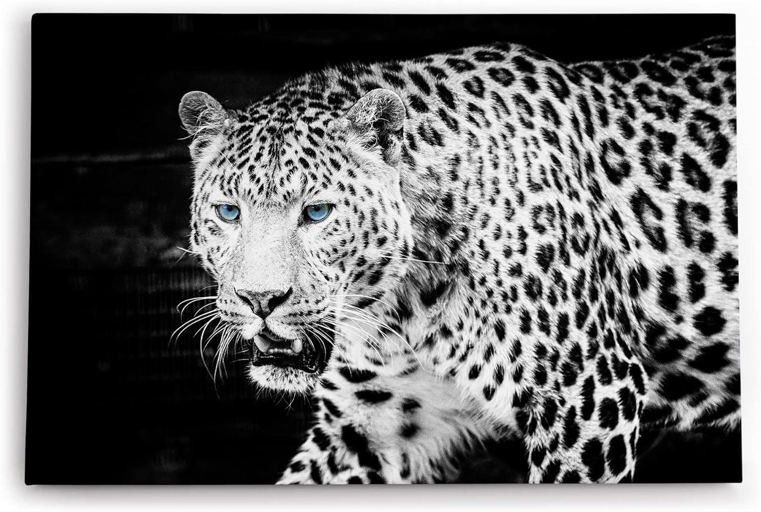 Paul Sinus Wandbild 120x80cm Jaguar Raubkatze Schwarz Weiß blaue Augen Tierfotografie
