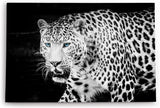 Paul Sinus Wandbild 120x80cm Jaguar Raubkatze Schwarz Weiß blaue Augen Tierfotografie