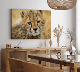 Paul Sinus Wandbild 120x80cm Kleiner Gepard Babygepard Katze Babykatze Tierfotografie