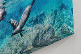 Sinus Art Wandbild 120x80cm Faszinierende Szene mit schwimmenden Seelöwen in Bewegung in türkisblauer Umgebung