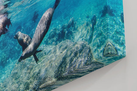 Sinus Art Wandbild 120x80cm Faszinierende Szene mit schwimmenden Seelöwen in Bewegung in türkisblauer Umgebung