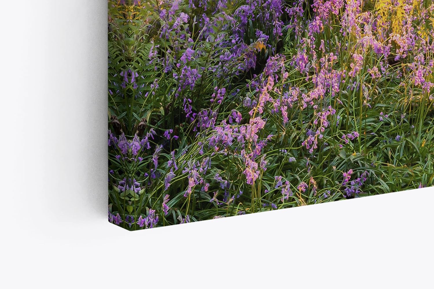 Paul Sinus Wandbild 120x80cm Wald Wildblumen Blumen Waldpfad Sonnenschein Bäume