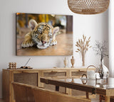 Paul Sinus Wandbild 120x80cm Kleiner Tiger Babytiger Katze Katzenbaby Flauschig