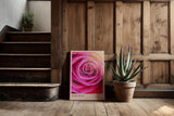 Paul Sinus Kunstdruck 40x60cm Pink Rose Nahaufnahme Blüte Rosa Makro Blume Romantik