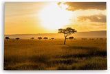 Paul Sinus Wandbild 120x80cm Afrikanische Landschaft Burkea Africana Bäume Sonnenuntergang