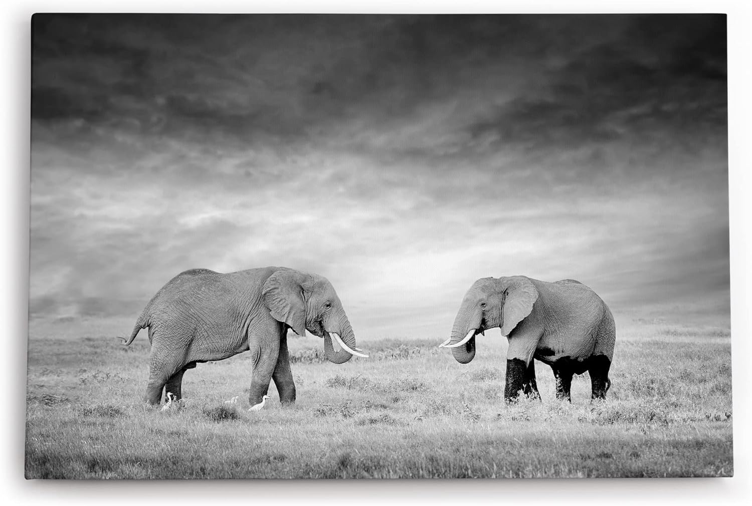 Paul Sinus Wandbild 120x80cm Zwei Elefanten Schwarz Weiß Afrika Tierfotografie