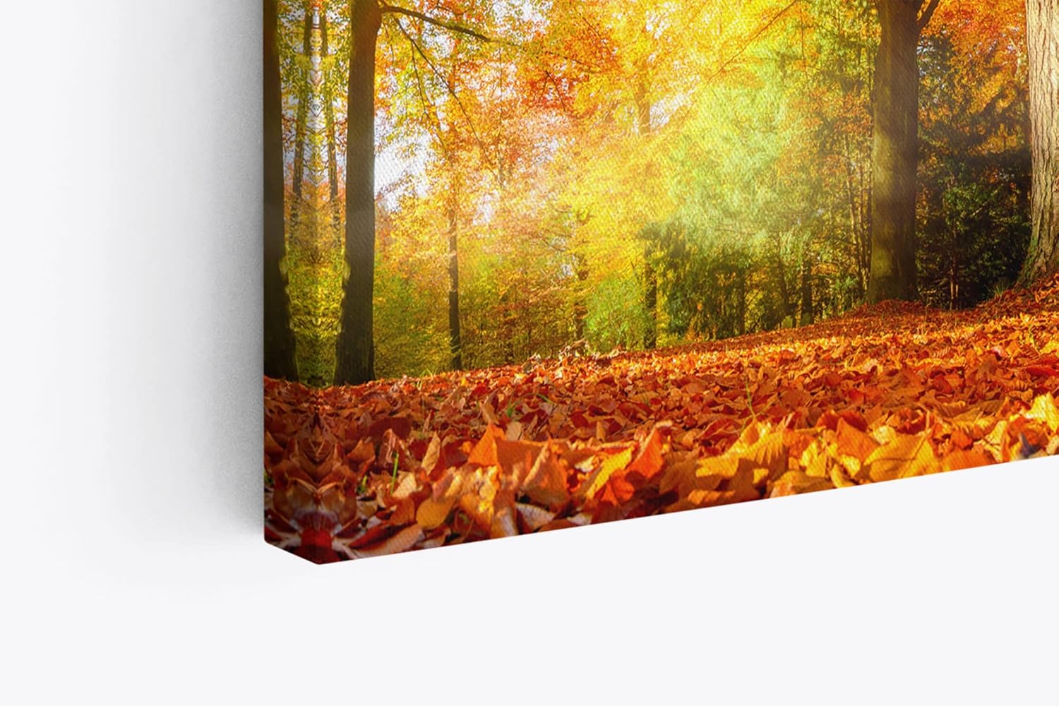 Paul Sinus Wandbild 120x80cm Wald Bäume Herbst Sonnenschein Herbstblätter Natur