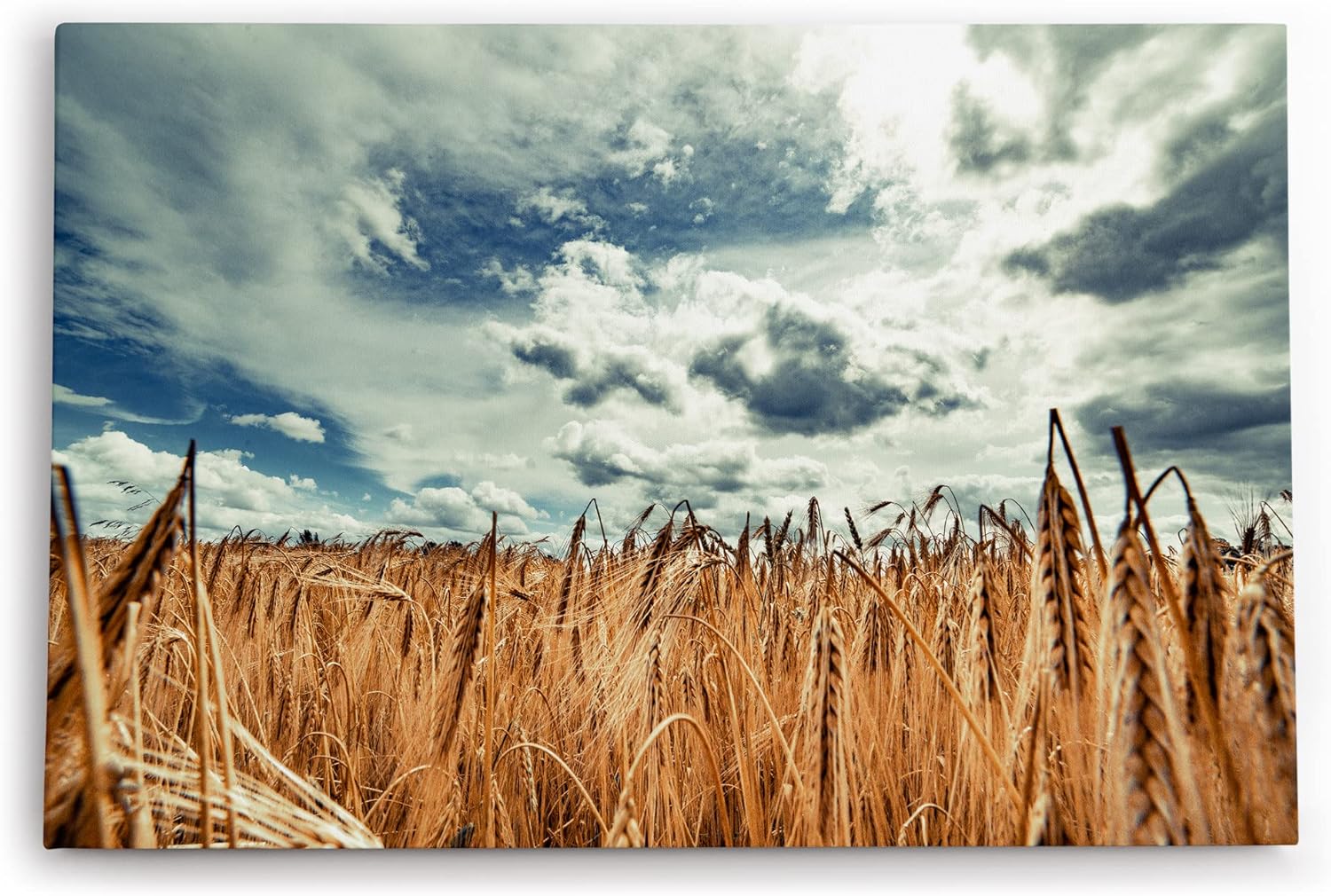 Paul Sinus Wandbild 120x80cm Weizenfeld Weizen Feld Wolken Himmel