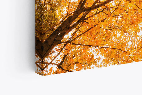 Wandbild 120x80cm Bäume Baumkronen Eiche Sonnenstrahl Sonnenschein Wald