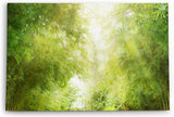 Paul Sinus Wandbild 120x80cm Bambus Bambuswald Japan Grün Bäume Sonnenschein