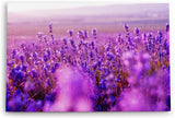 Paul Sinus Wandbild 120x80cm Blumen Blüten Violett Lavendel Blumenfeld Sonnenschein