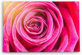 Paul Sinus Wandbild 120x80cm Rose Rosenblüte Rot Blume Blüte Kunstvoll Nahaufnahme