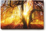 Sinus Art Wandbild 120x80cm Sonnenstrahlen brechen durch goldene Baumkronen und schaffen eine warme Atmosphäre